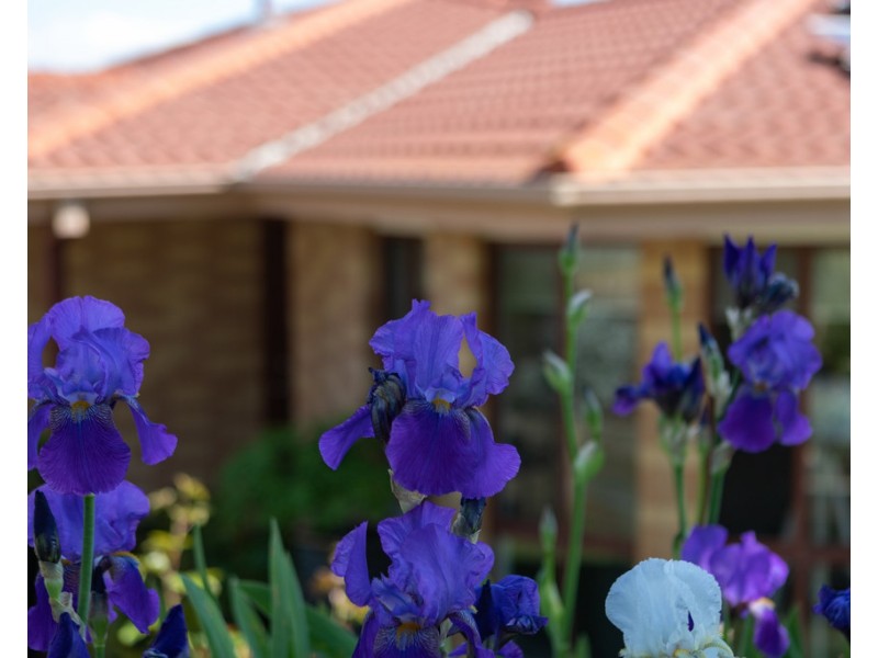 84 Hugh Mckay Crescent, Dunlop ACT 2615