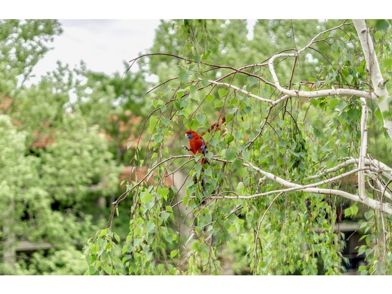 16/27 Cunningham Street, Kingston ACT 2604