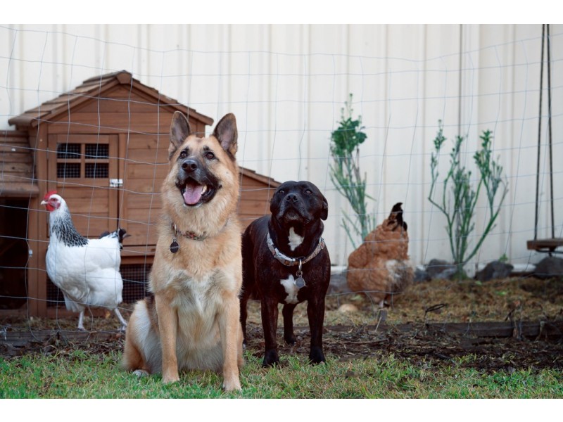 22 Reader Court, Banks ACT 2906