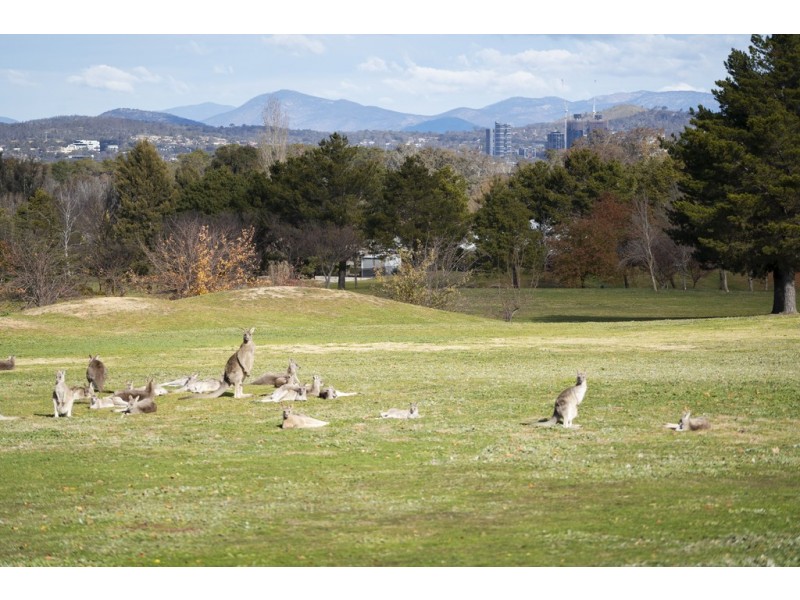 1 Hoad Place, Nicholls ACT 2913