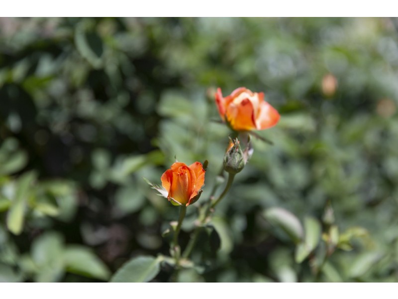 9 Want Place, Latham ACT 2615