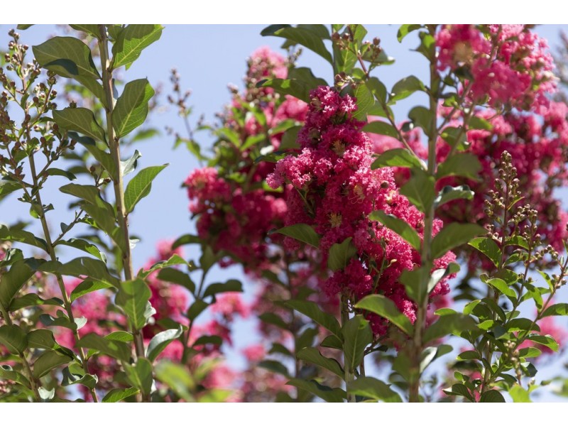 9 Want Place, Latham ACT 2615