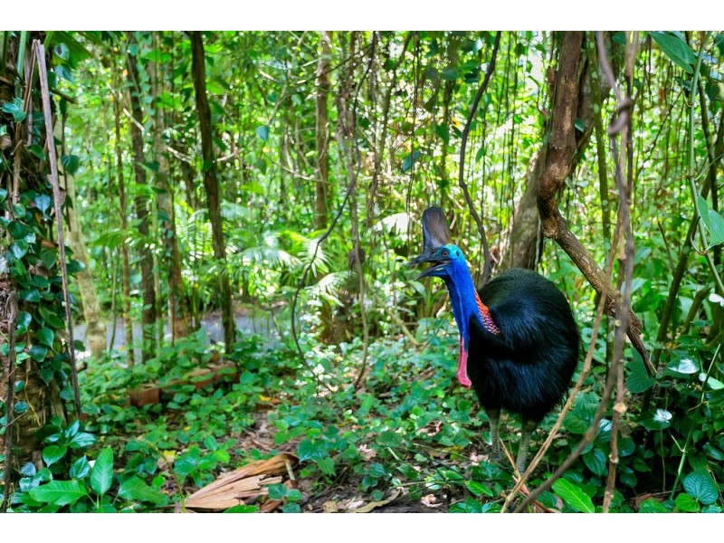 Lot 1 Black Mountain Road, Kuranda QLD 4881