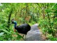 Lot 1 Black Mountain Road, Kuranda QLD 4881