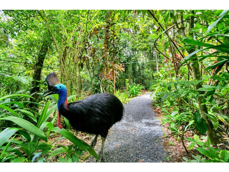 Lot 1 Black Mountain Road, Kuranda QLD 4881