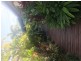 25 Waterlilly Street, Kewarra Beach QLD 4879