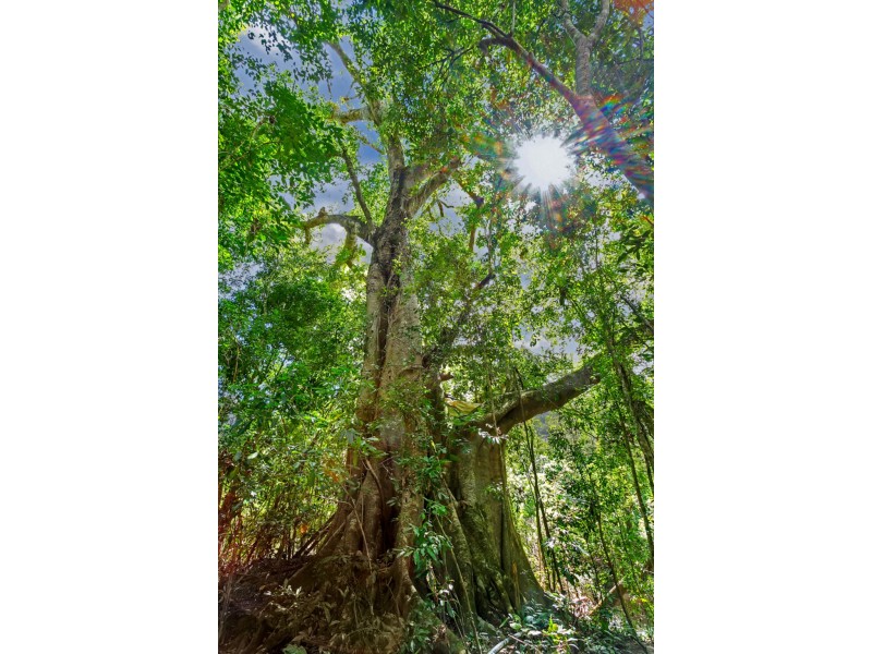 188 Bolton Road, Koah QLD 4881