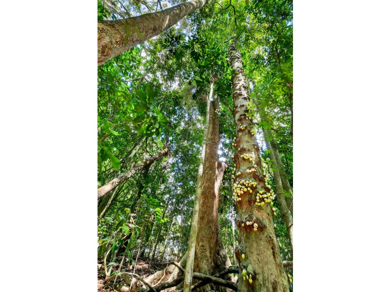 Lots 1, 3, 71 Malanda North, Malanda QLD 4885