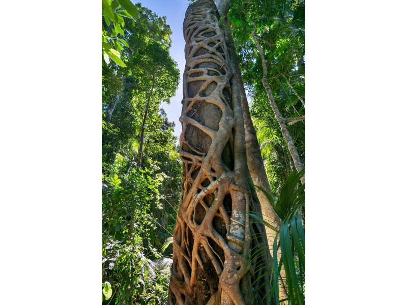 8 Coconut Grove, Kuranda QLD 4881