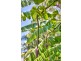 25 Lagoon Drive, Trinity Beach QLD 4879