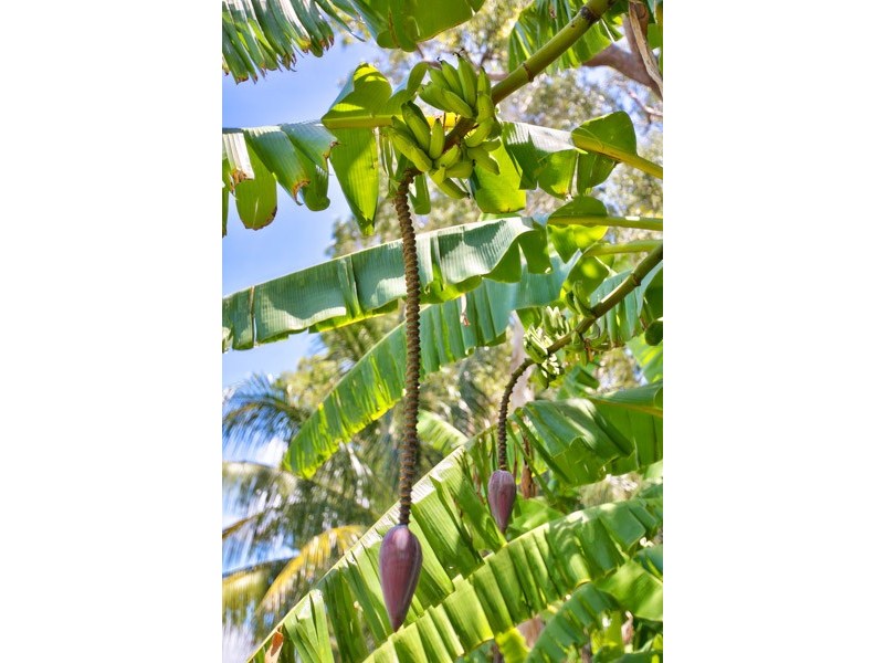 25 Lagoon Drive, Trinity Beach QLD 4879