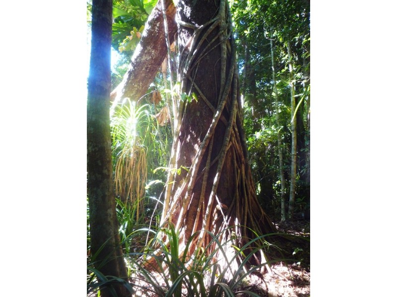 11 Butler Drive, Kuranda QLD 4881