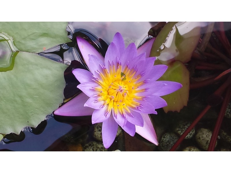 38/81-85 Cedar Road, Palm Cove QLD 4879