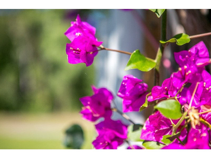 2-12 The Village Way, Palm Cove QLD 4879