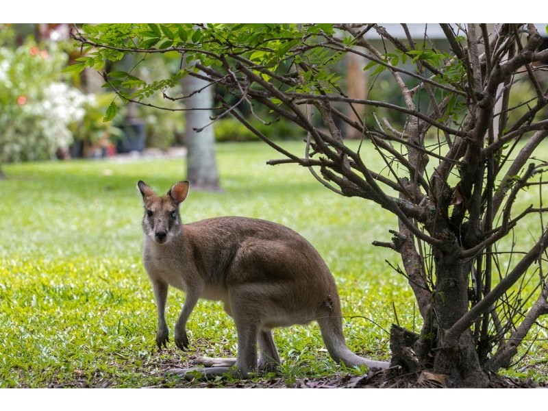 105/2 Keem Street, Trinity Beach QLD 4879