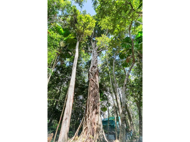 11 Butler Drive, Kuranda QLD 4881