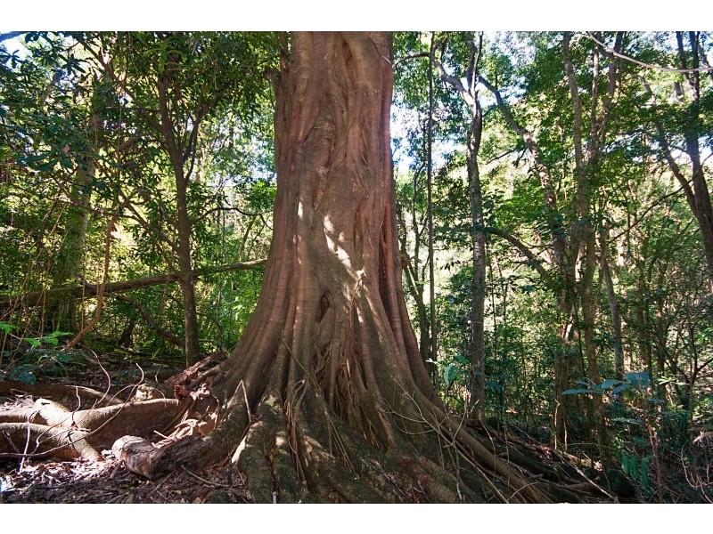 81 Lofts Road, Coorabell NSW 2479