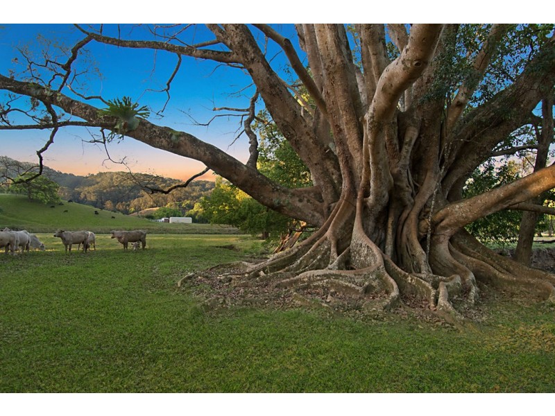 963 Main Arm Road, Main Arm NSW 2482