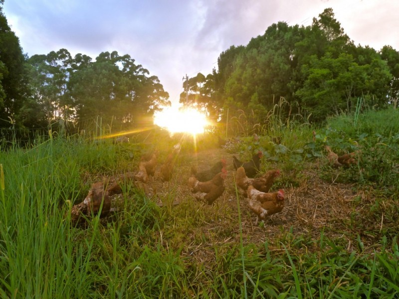 154 Waltons Road, Federal NSW 2480