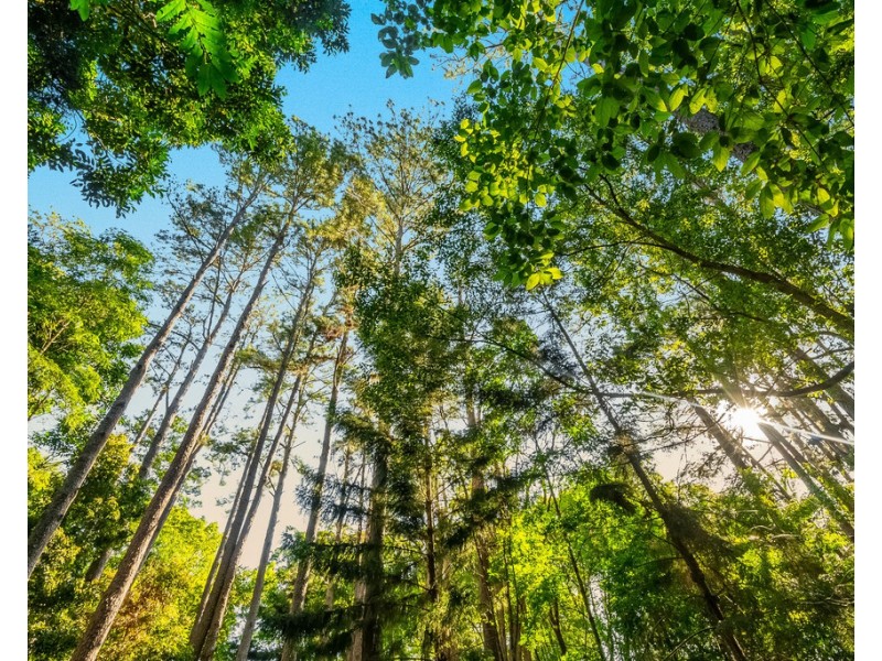 495 Friday Hut Road, Possum Creek NSW 2479