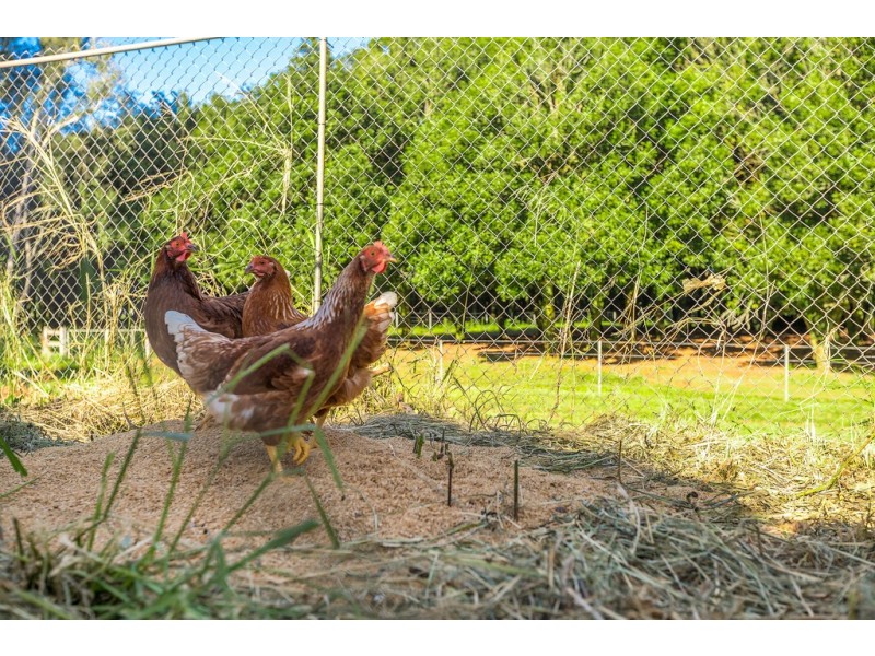 804 Fernleigh Road, Brooklet NSW 2479