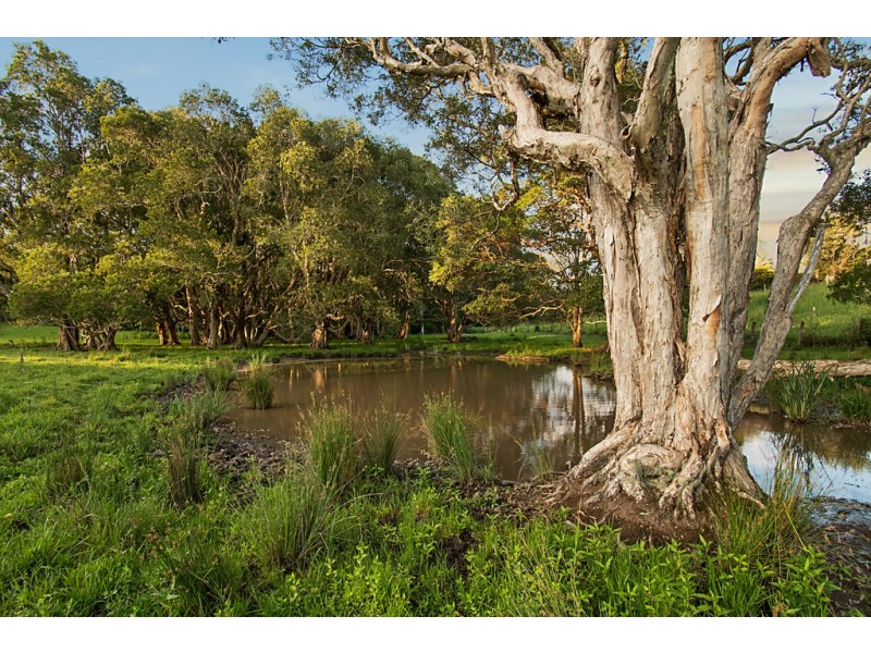 113 Left Bank Road, Mullumbimby NSW 2482