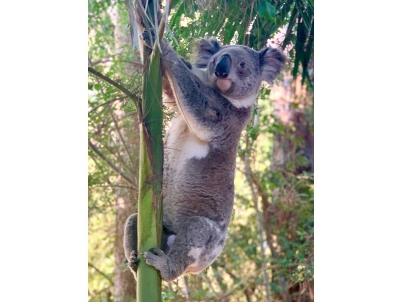 68 Pine Mountain Road, Possum Creek NSW 2479