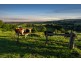 136 Midgen Flat Road, Newrybar NSW 2479