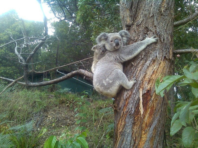 59A  Kingsvale Road, Byron Bay NSW 2481