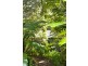 5/21-25 Cemetery, Byron Bay NSW 2481