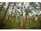45 Blackbean Road, Wilsons Creek NSW 2482