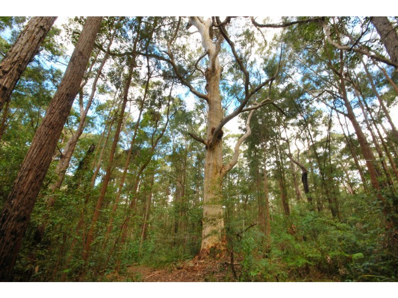 45 Blackbean Road, Wilsons Creek NSW 2482