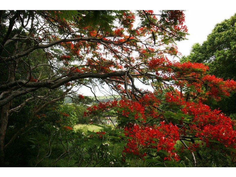 94-106 Broken Head Road, Suffolk Park NSW 2481