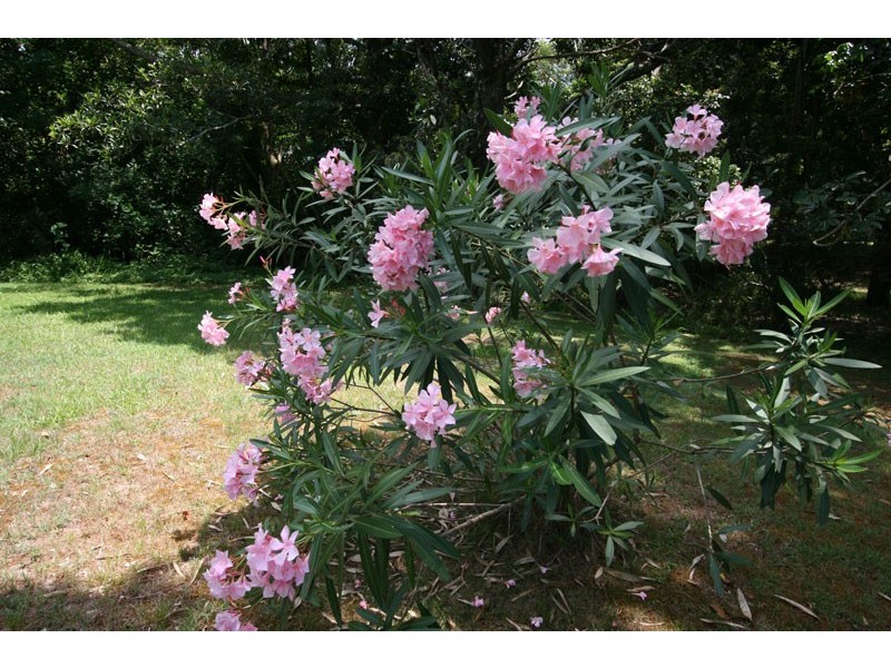 94-106 Broken Head Road, Suffolk Park NSW 2481