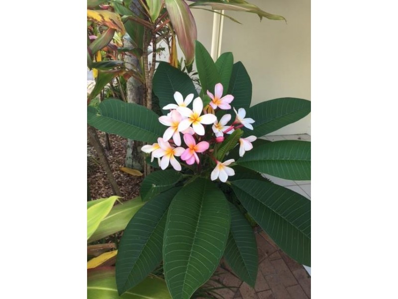 4/5-7 Old Bangalow Road, Byron Bay NSW 2481