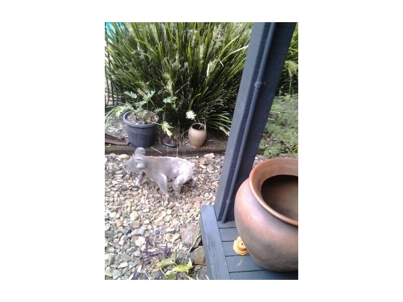 22 Macadamia  Lane, Federal NSW 2480