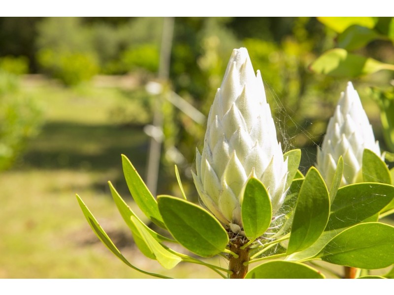 135 Maitland Bay Drive, Killcare Heights NSW 2257