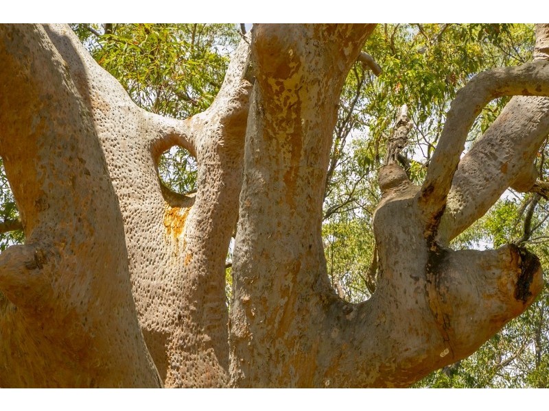 135 Maitland Bay Drive, Killcare Heights NSW 2257