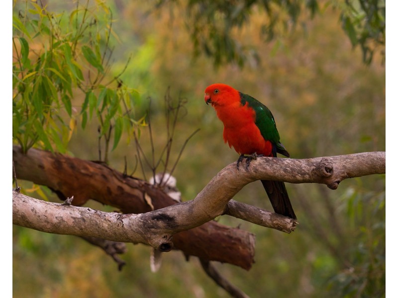 43 Stewart Street, Killcare Heights NSW 2257