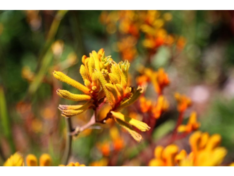 42 MacDonald Street, Killcare Heights NSW 2257