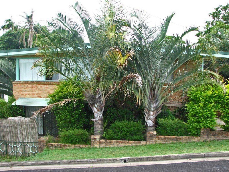 15 Cameron Street, Maclean NSW 2463