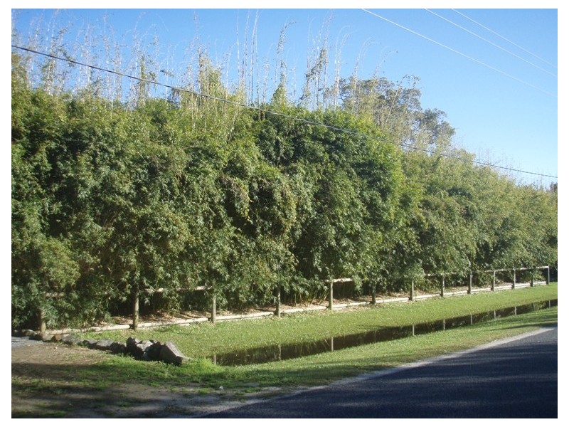181 Carrs Drive, Yamba NSW 2464