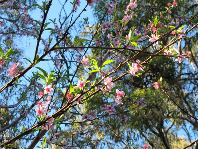 26 Young Street, Wooloweyah NSW 2464