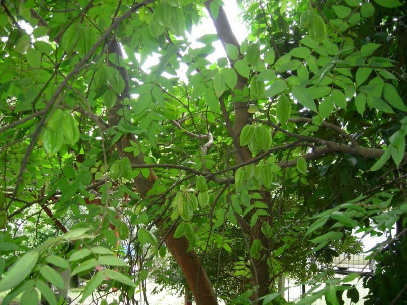 26 Young Street, Wooloweyah NSW 2464