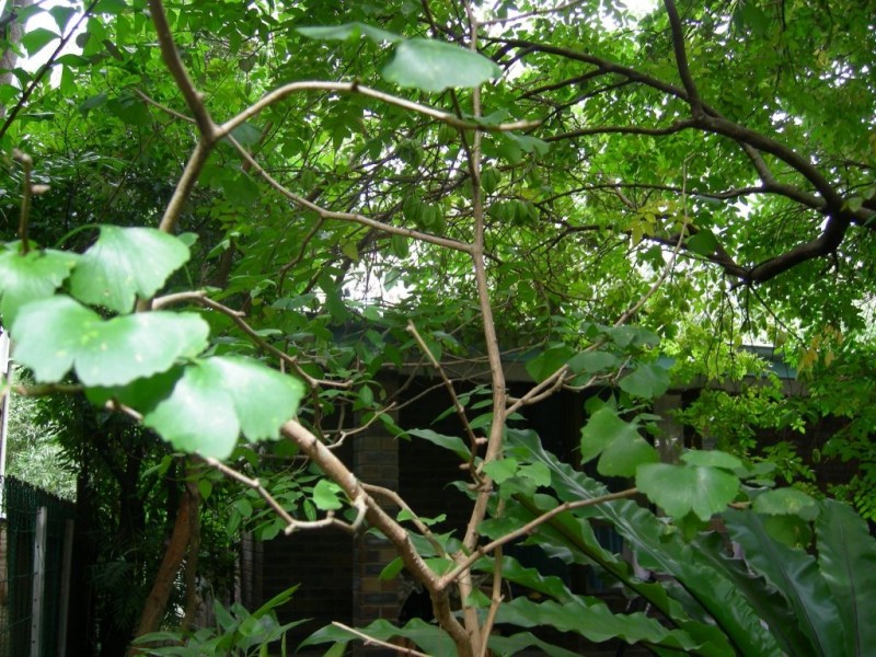 26 Young Street, Wooloweyah NSW 2464