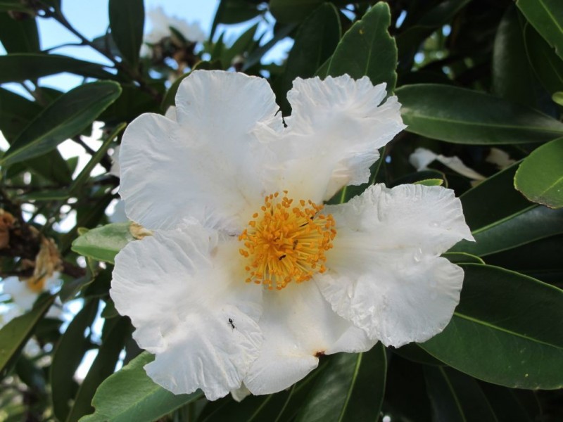 26 Young Street, Wooloweyah NSW 2464