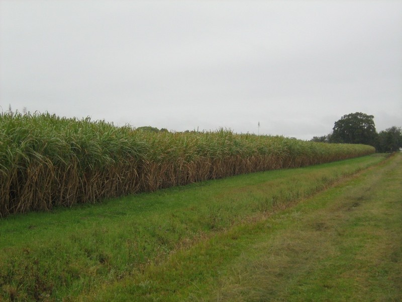 7 Whytes Lane, Pimlico NSW 2478