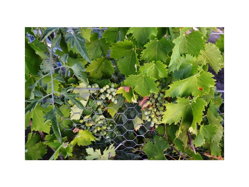 110 Dawe Rd, Seymour VIC 3660