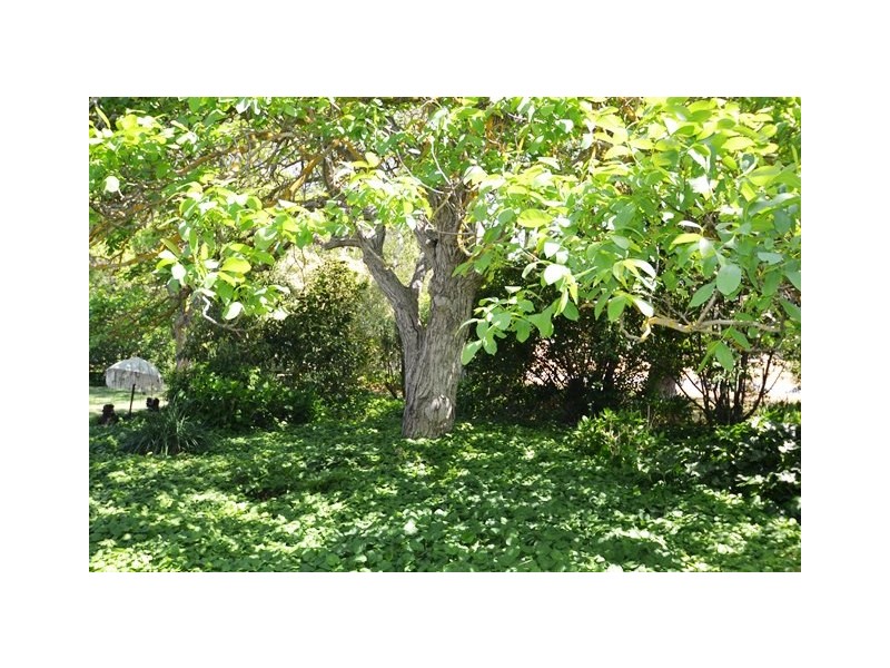 24 Watson Street, Avenel VIC 3664