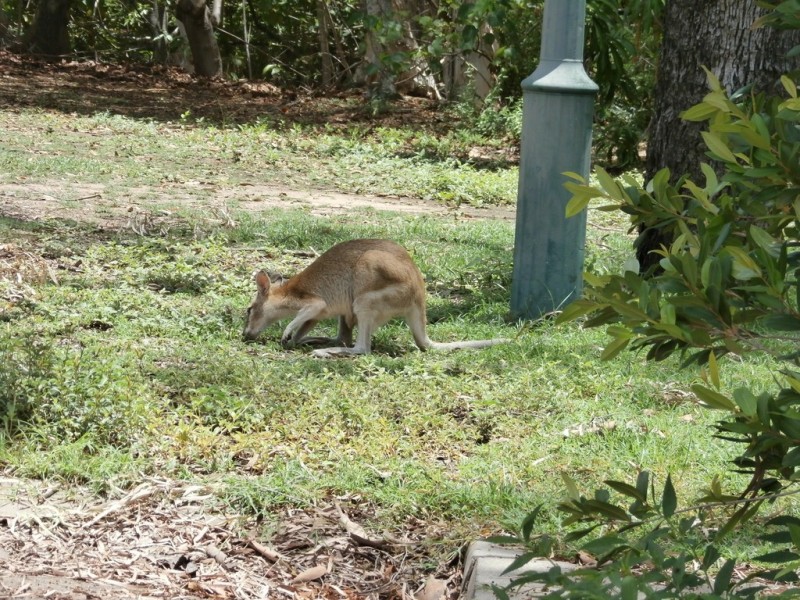 16 Scholars Place, Douglas QLD 4814